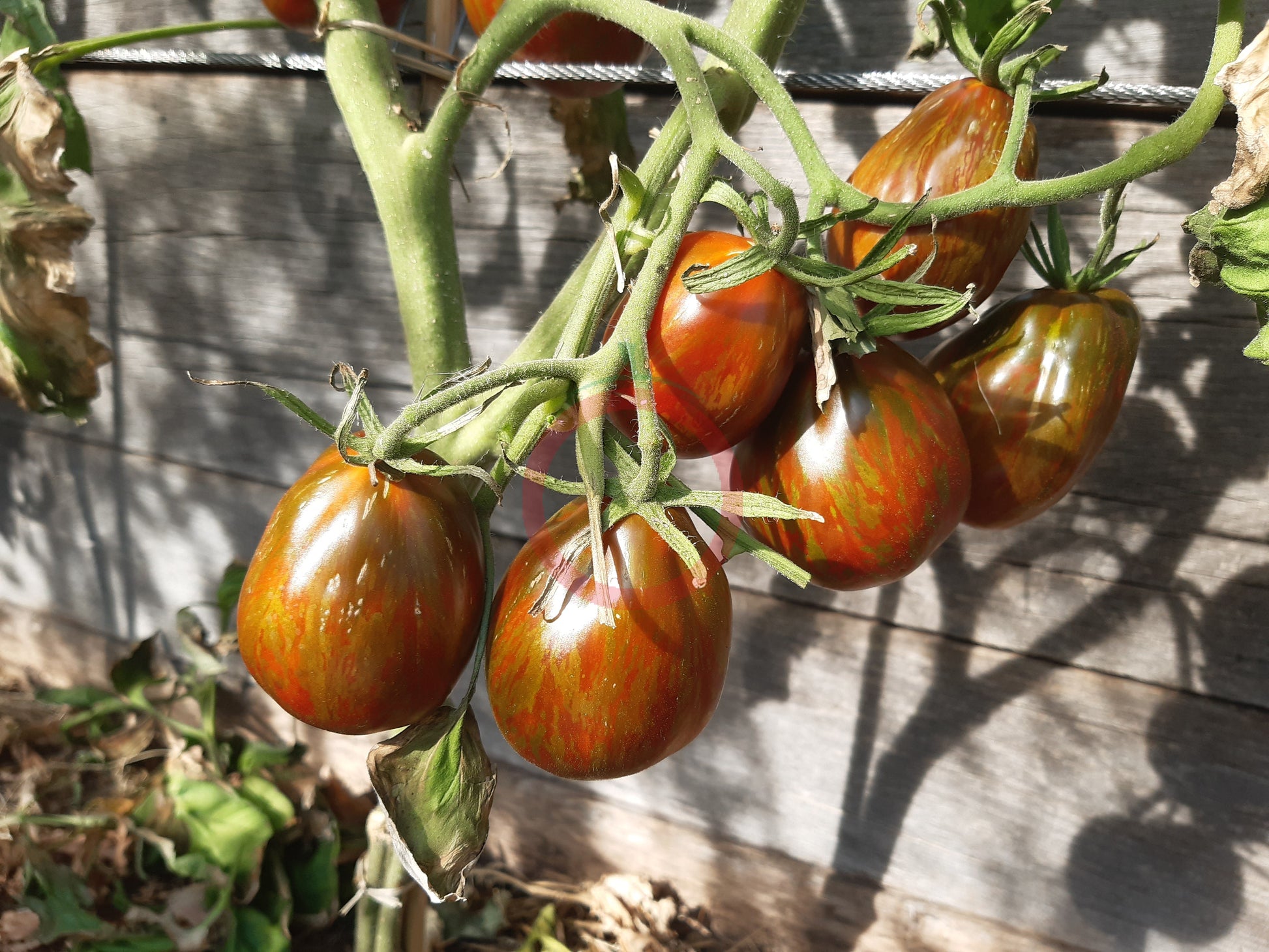 Cuban Salami DER TOMATENFLÜSTERER