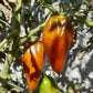 Cuban pepper like black DER TOMATENFLÜSTERER