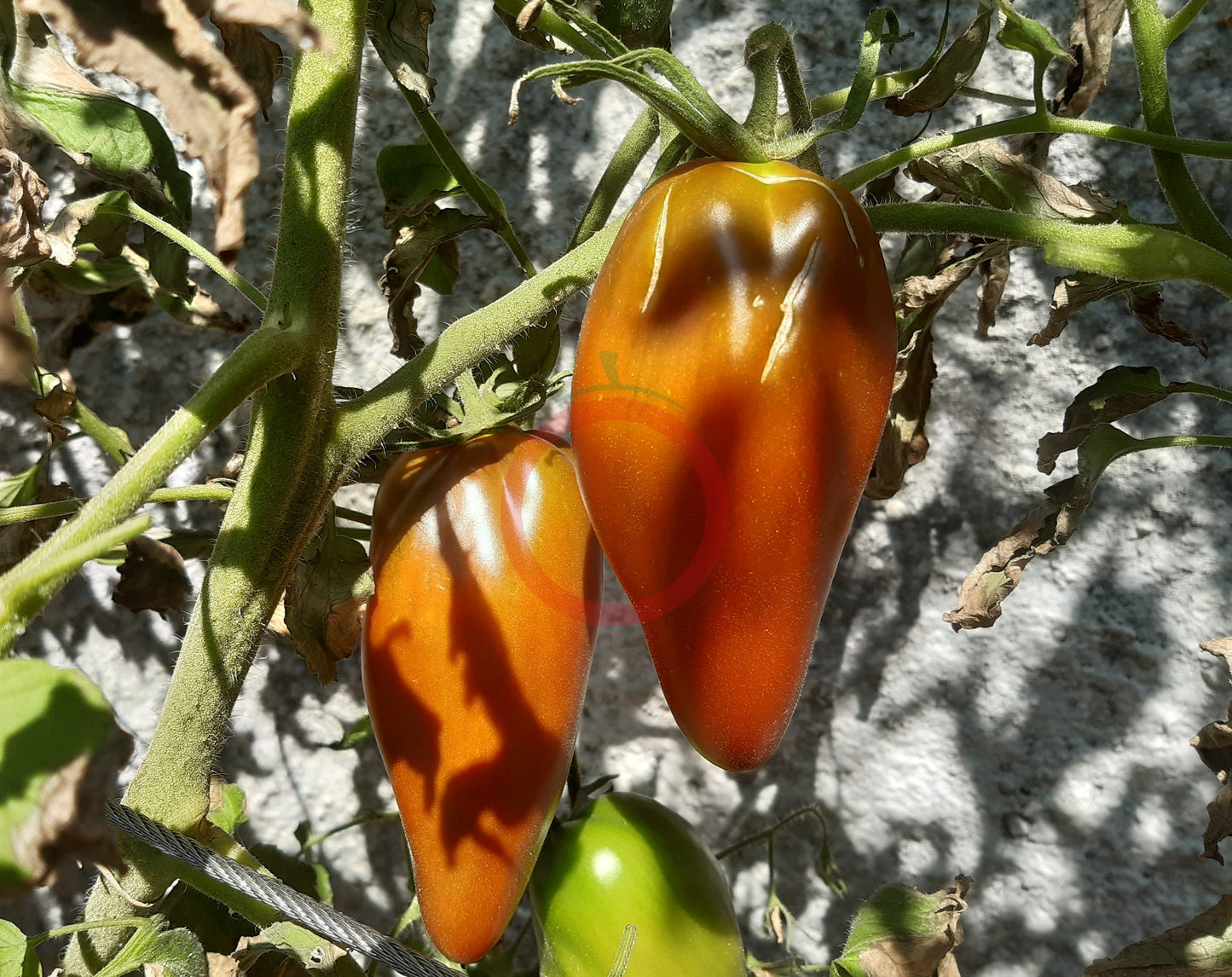 Cuban pepper like black DER TOMATENFLÜSTERER