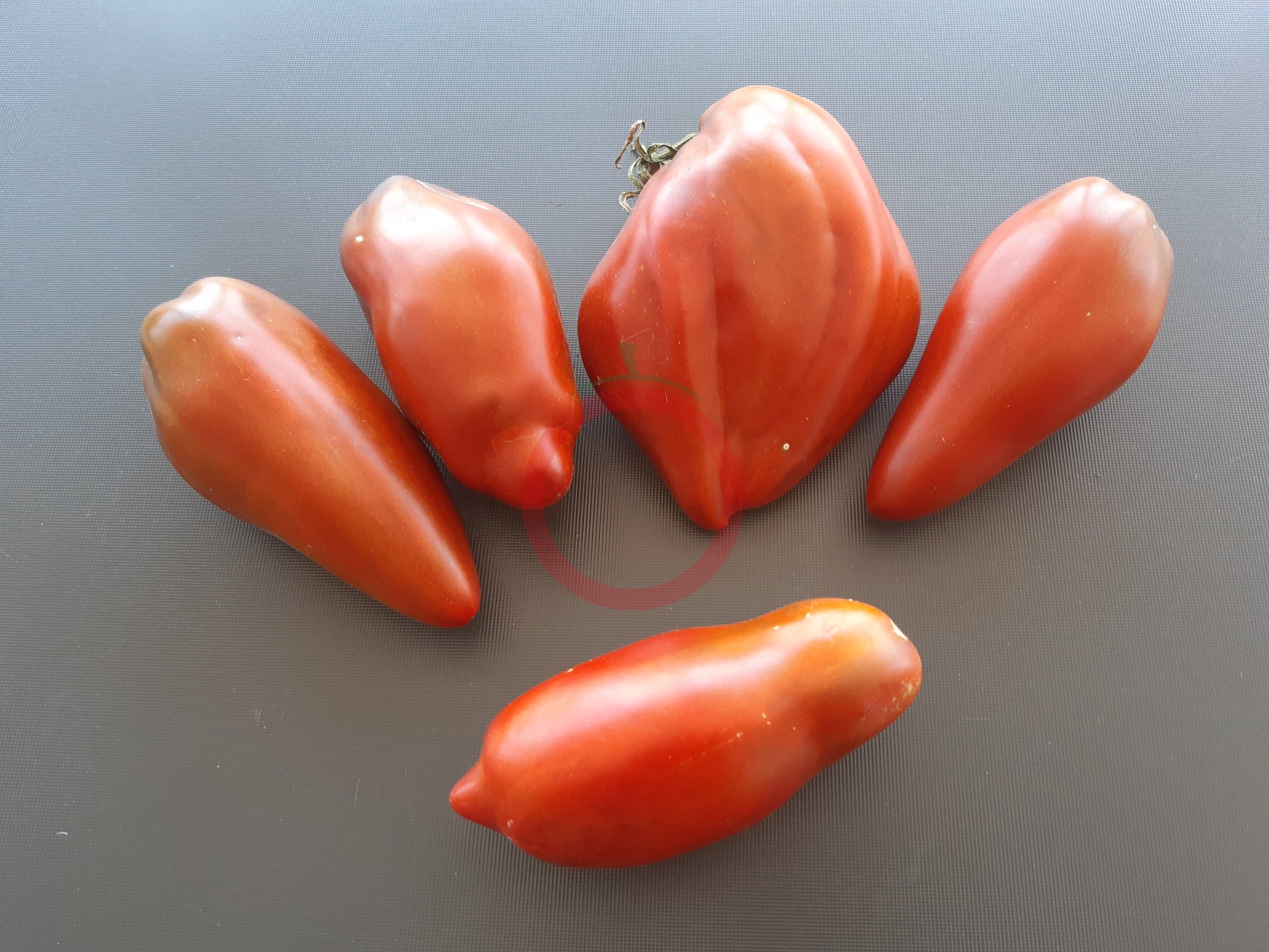 Cuban pepper like black DER TOMATENFLÜSTERER