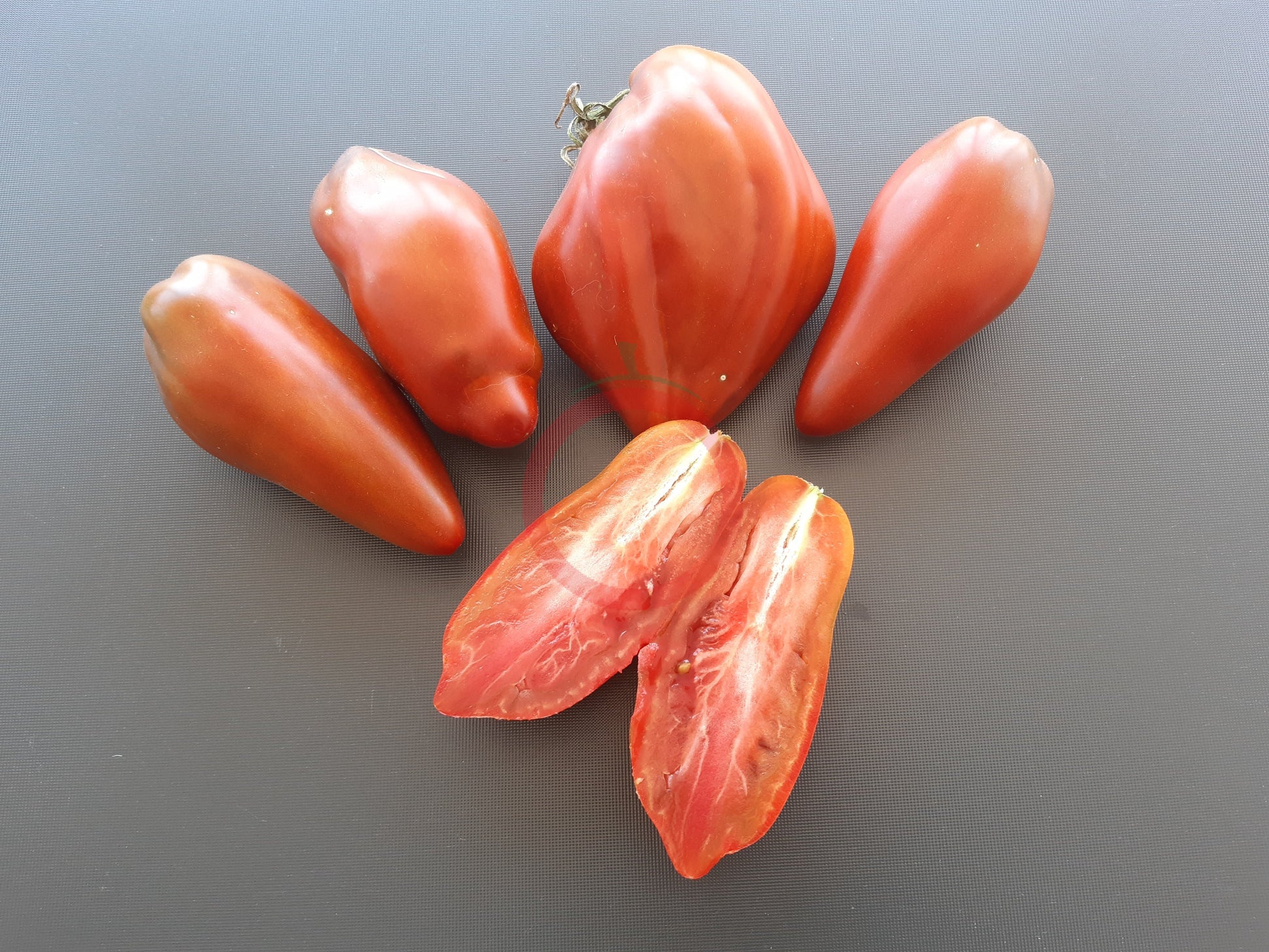 Cuban pepper like black DER TOMATENFLÜSTERER