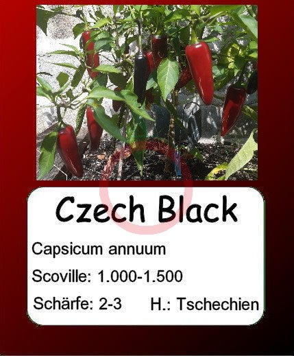 Czech Black DER TOMATENFLÜSTERER
