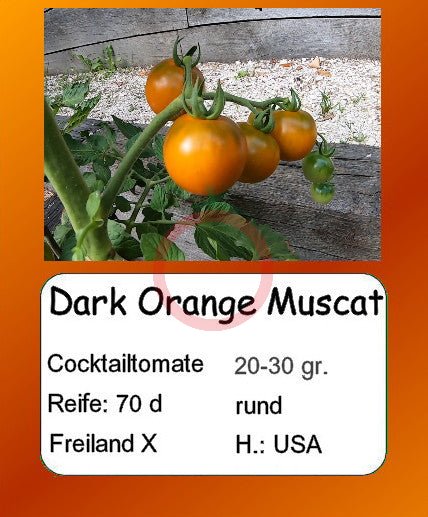 Dark Orange Muscat DER TOMATENFLÜSTERER
