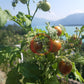 Dark Stripe Micro DER TOMATENFLÜSTERER
