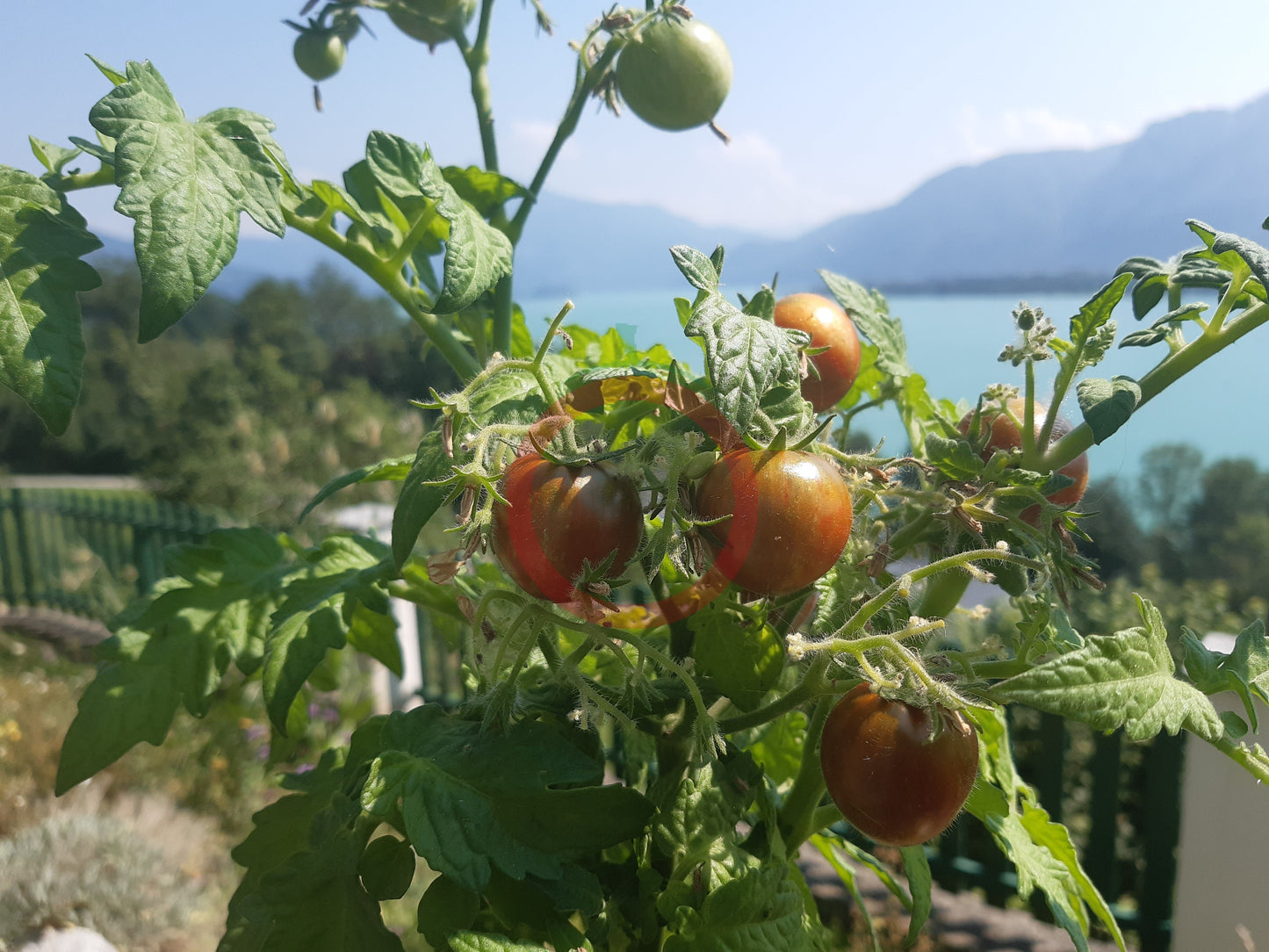 Dark Stripe Micro DER TOMATENFLÜSTERER
