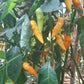 Datil DER TOMATENFLÜSTERER