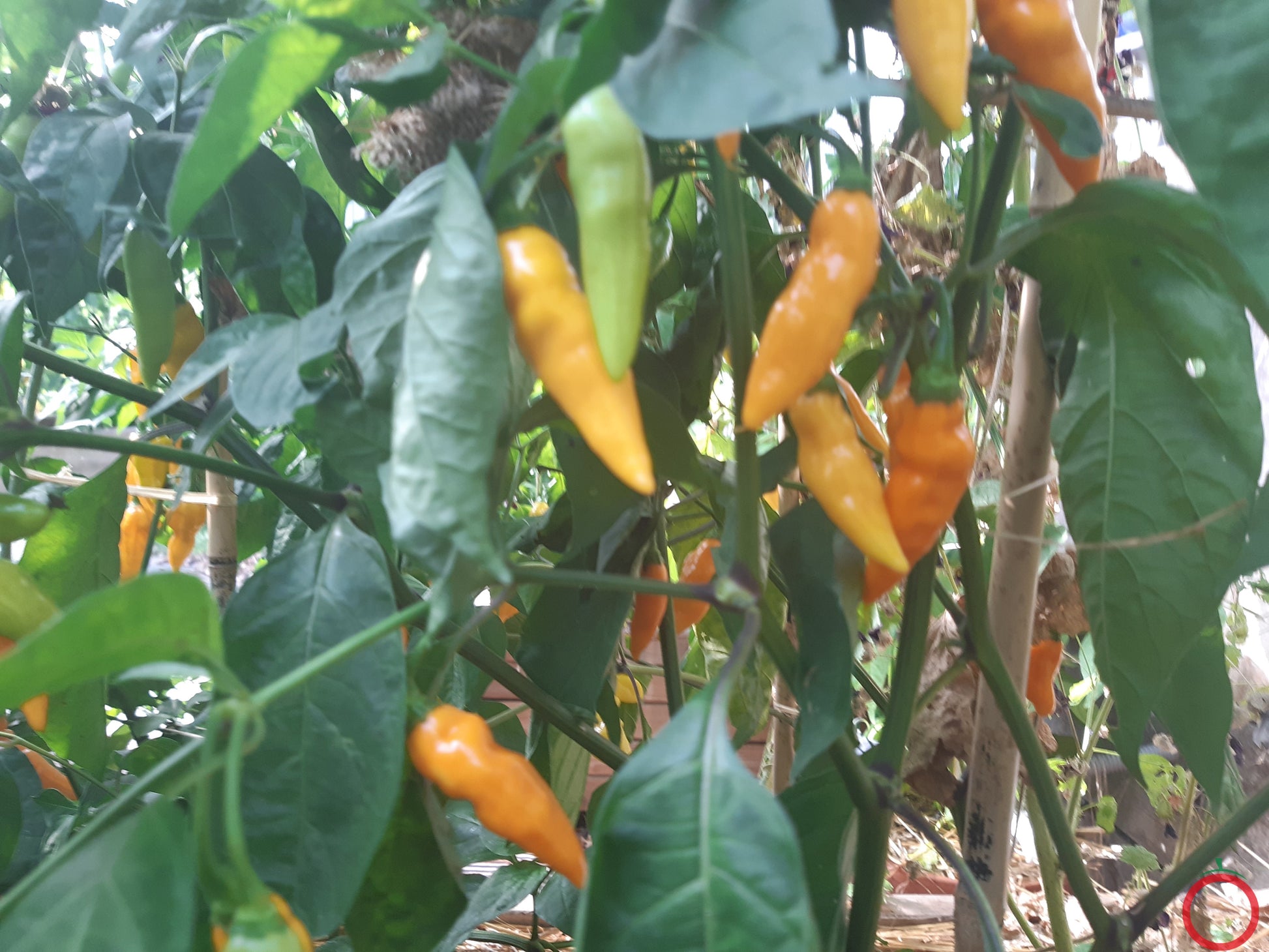 Datil DER TOMATENFLÜSTERER