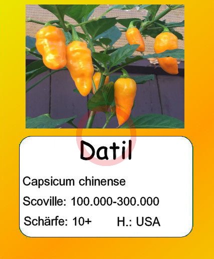 Datil DER TOMATENFLÜSTERER