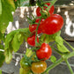 Del Gato DER TOMATENFLÜSTERER