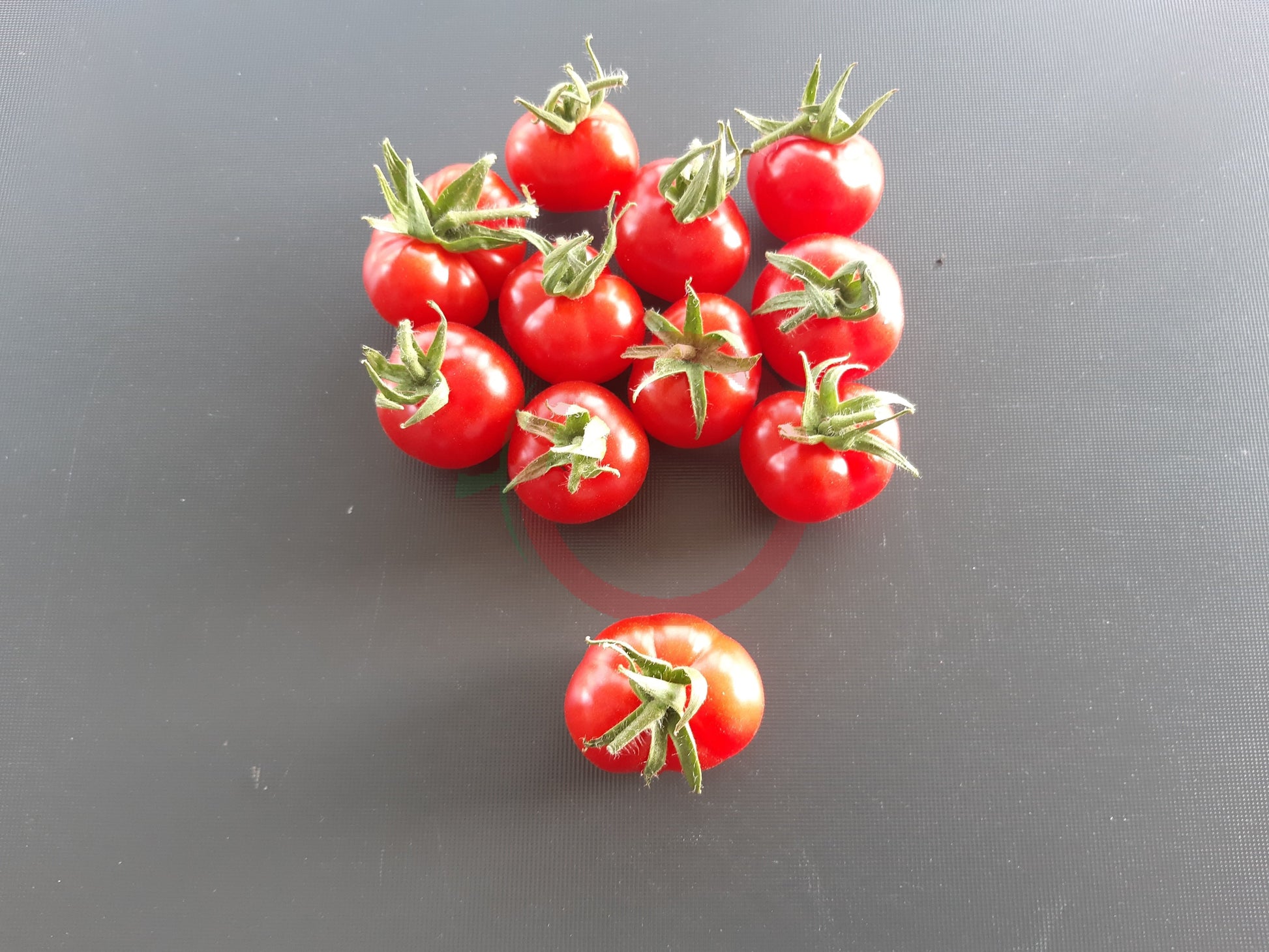 Del Gato DER TOMATENFLÜSTERER