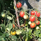 Ditmarsher DER TOMATENFLÜSTERER