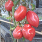 Donkey´s Ears DER TOMATENFLÜSTERER