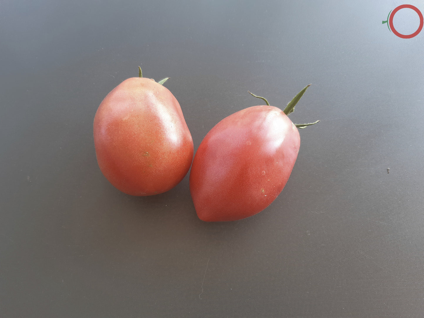 Donkey´s Ears DER TOMATENFLÜSTERER