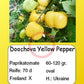 Doochova Yellow Pepper DER TOMATENFLÜSTERER