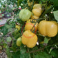 Doochova Yellow Pepper DER TOMATENFLÜSTERER