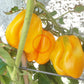 Drapeé DER TOMATENFLÜSTERER