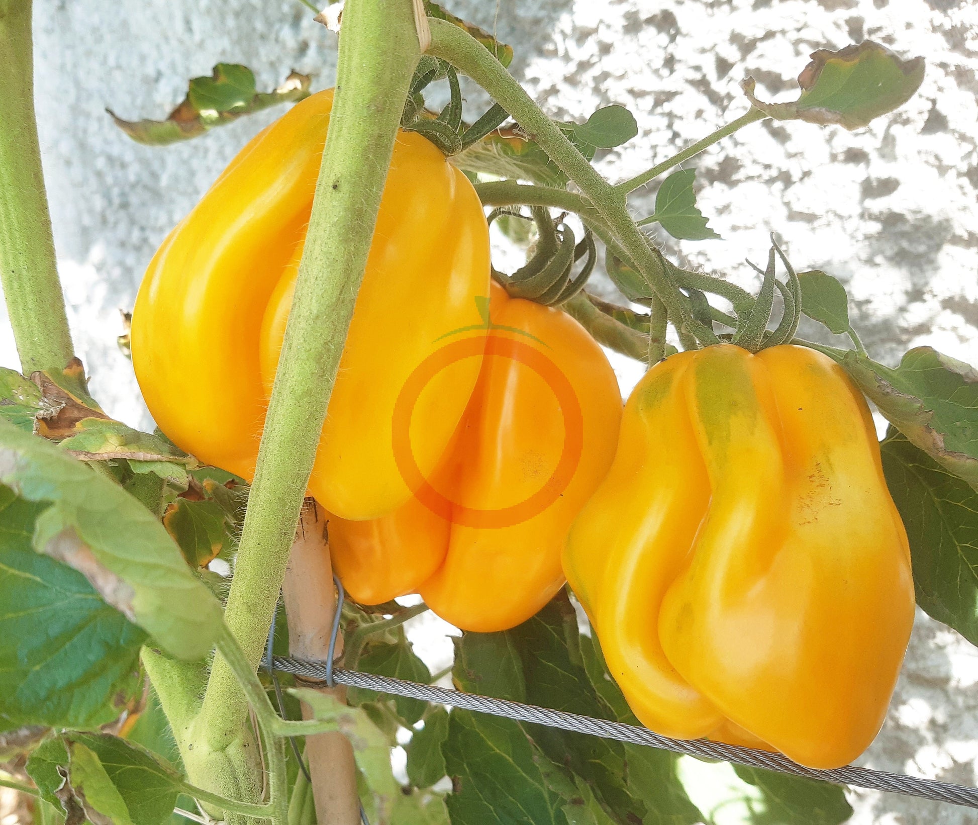 Drapeé DER TOMATENFLÜSTERER