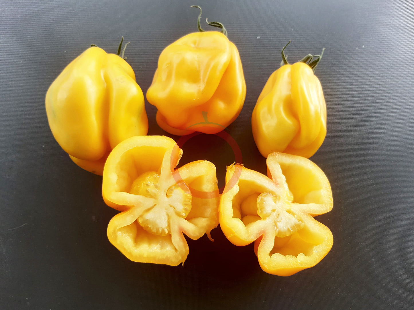 Drapeé DER TOMATENFLÜSTERER