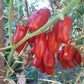 Drova DER TOMATENFLÜSTERER