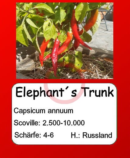 Elephant´s Trunk DER TOMATENFLÜSTERER