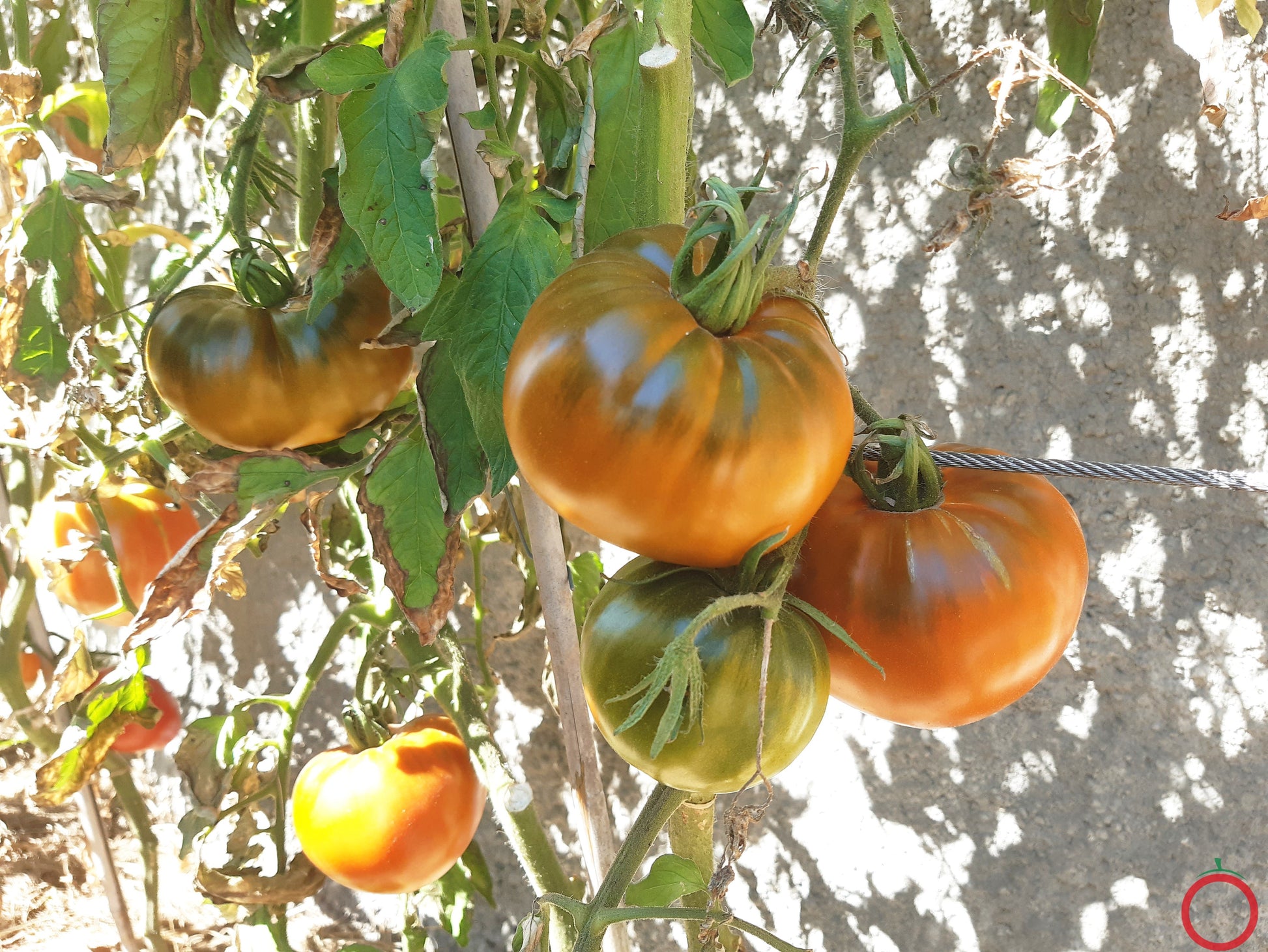 Elser Farm´s Brown Derby DER TOMATENFLÜSTERER