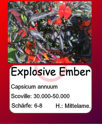 Explosive Ember DER TOMATENFLÜSTERER