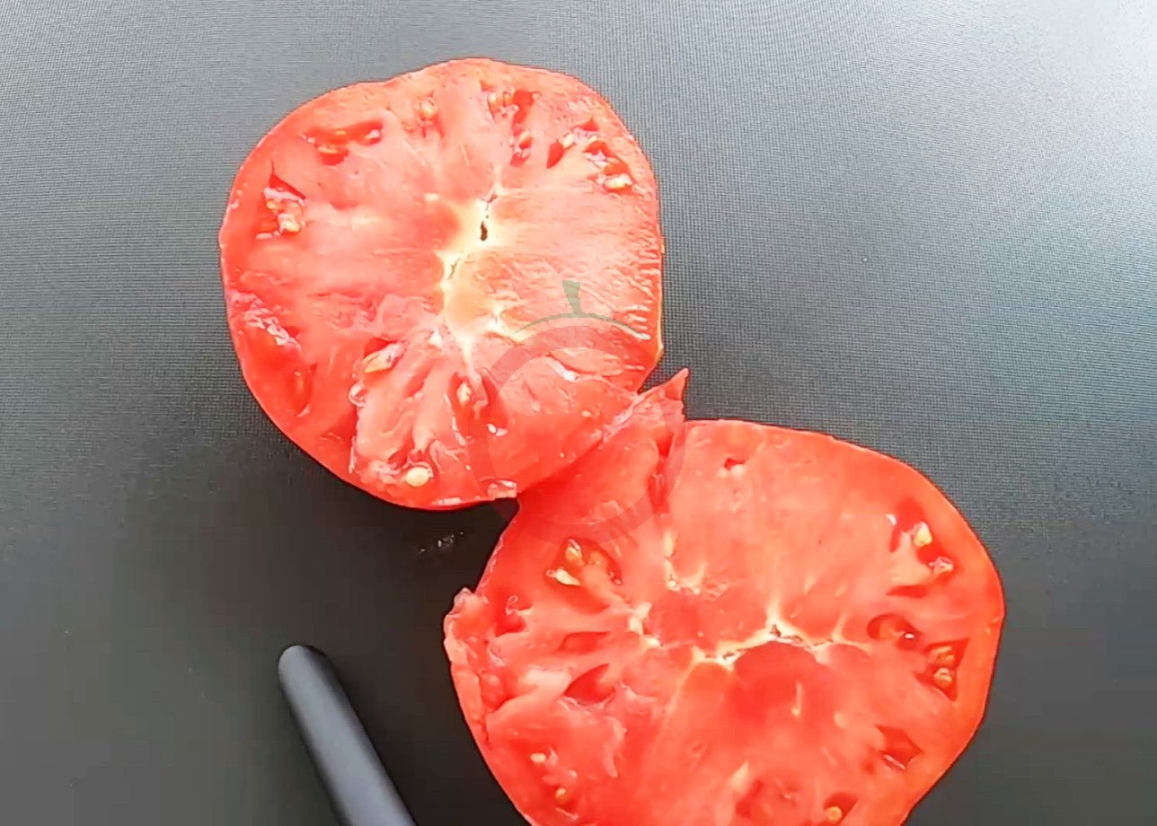 Feuerwerk DER TOMATENFLÜSTERER