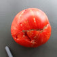 Feuerwerk DER TOMATENFLÜSTERER