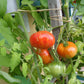 Feuerwerk DER TOMATENFLÜSTERER