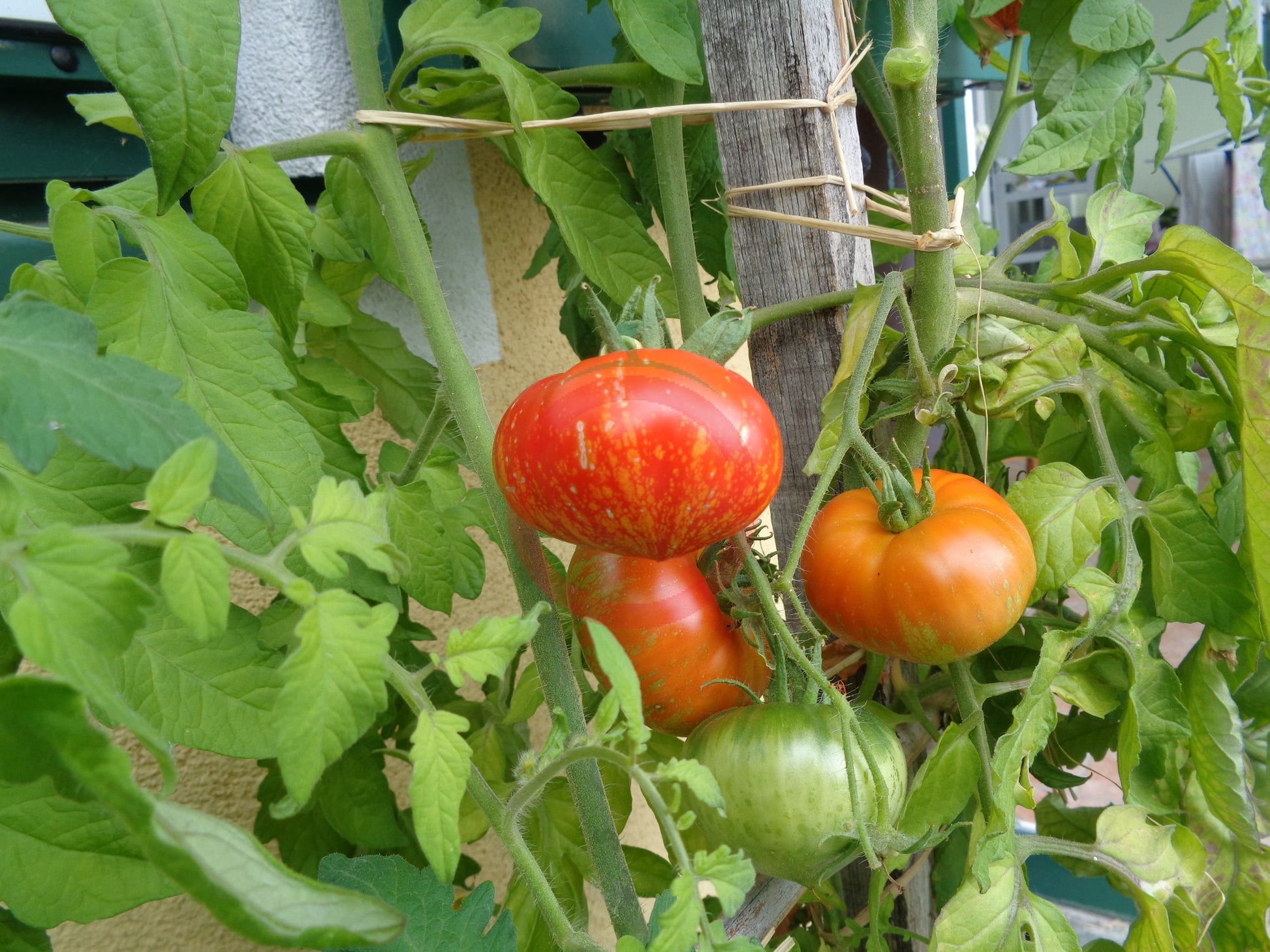 Feuerwerk DER TOMATENFLÜSTERER