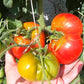 Feuerwerk DER TOMATENFLÜSTERER