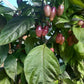 Fidalgo Roxa DER TOMATENFLÜSTERER