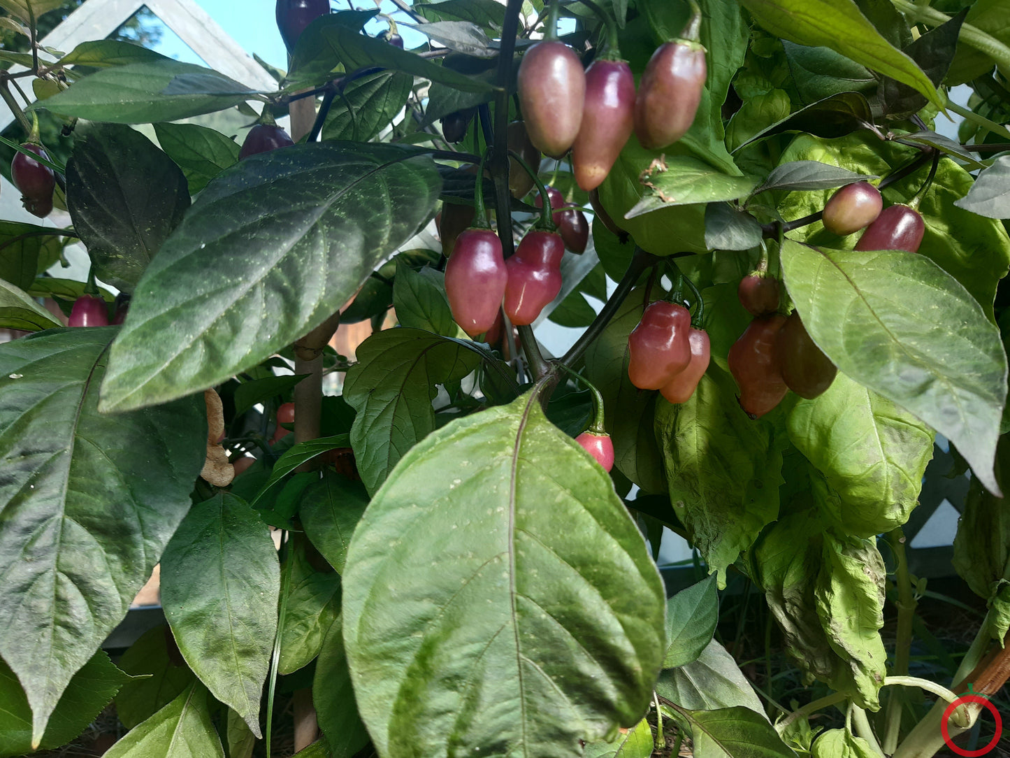 Fidalgo Roxa DER TOMATENFLÜSTERER
