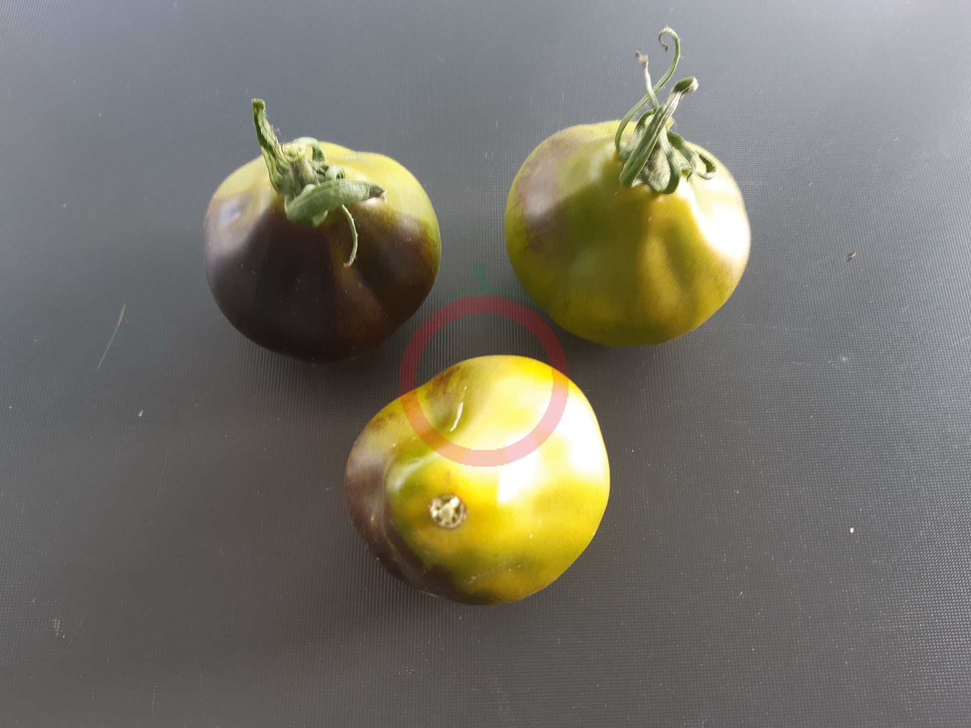 Flanders Contrast DER TOMATENFLÜSTERER