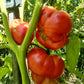 Flin Flon DER TOMATENFLÜSTERER