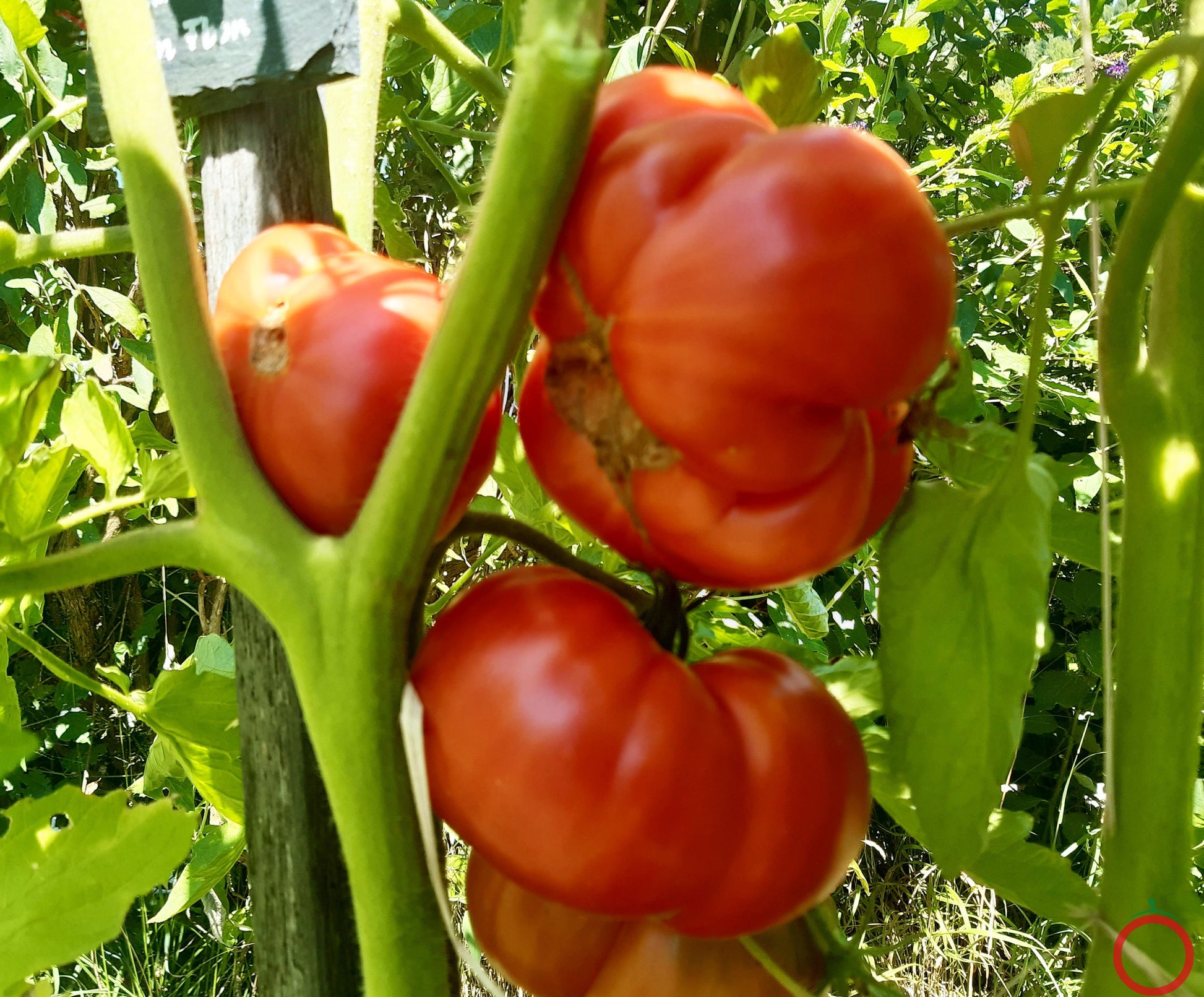 Flin Flon DER TOMATENFLÜSTERER