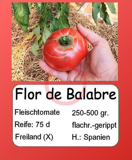Flor de Balabre DER TOMATENFLÜSTERER