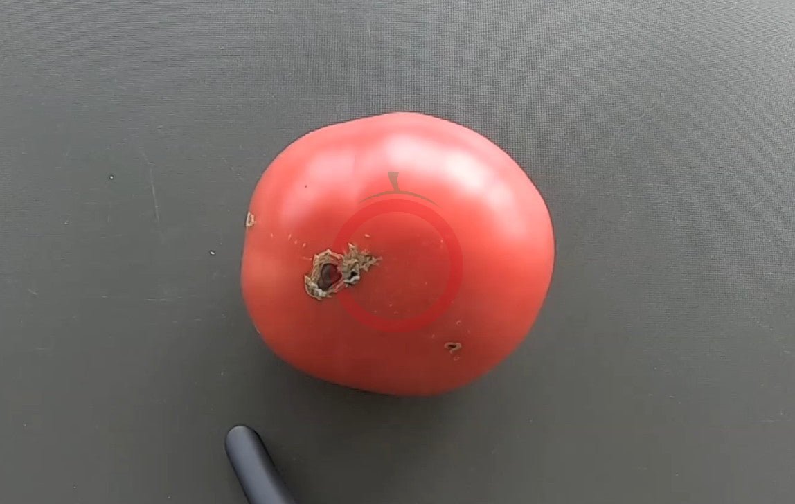 Flor de Balabre DER TOMATENFLÜSTERER