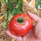 Flor de Balabre DER TOMATENFLÜSTERER