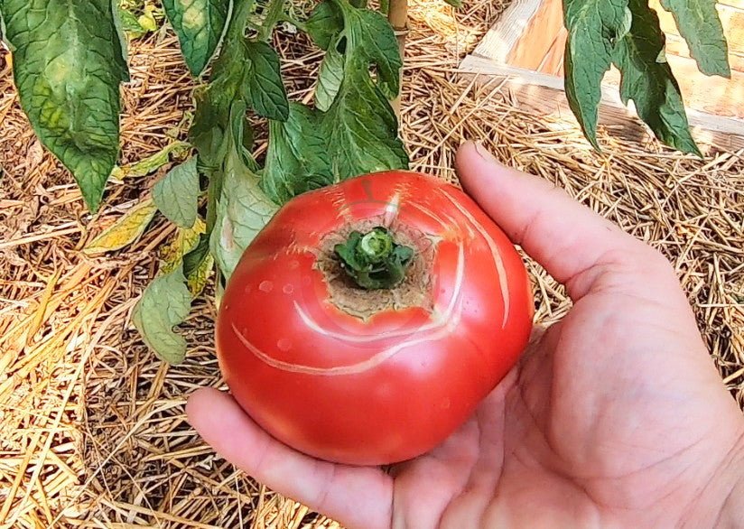 Flor de Balabre DER TOMATENFLÜSTERER