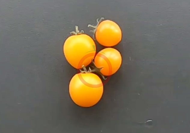 Floragold Basket DER TOMATENFLÜSTERER