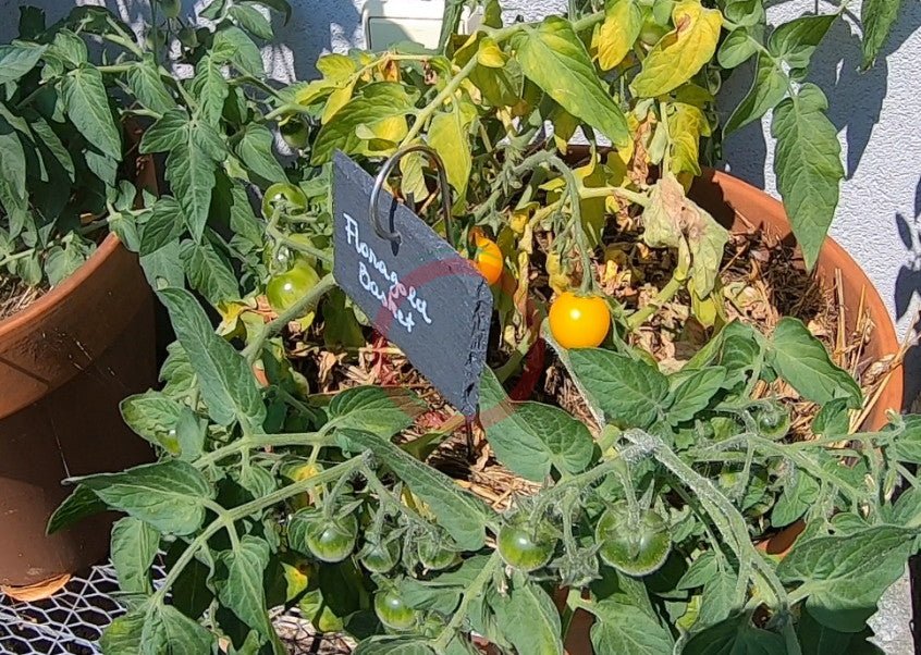 Floragold Basket DER TOMATENFLÜSTERER