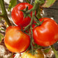 Frau Gruber Groß DER TOMATENFLÜSTERER