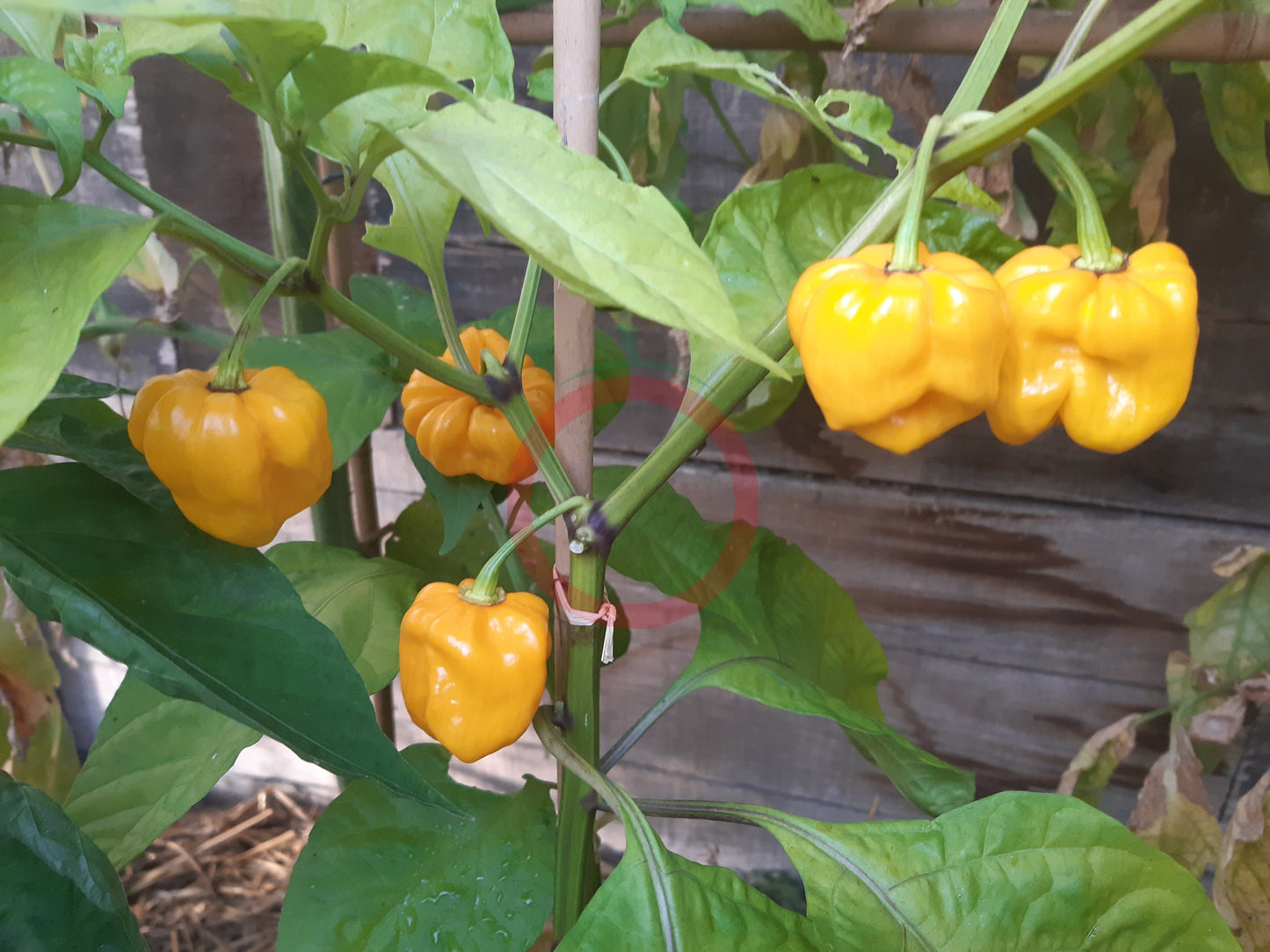 Frontera Sweet Pepper DER TOMATENFLÜSTERER