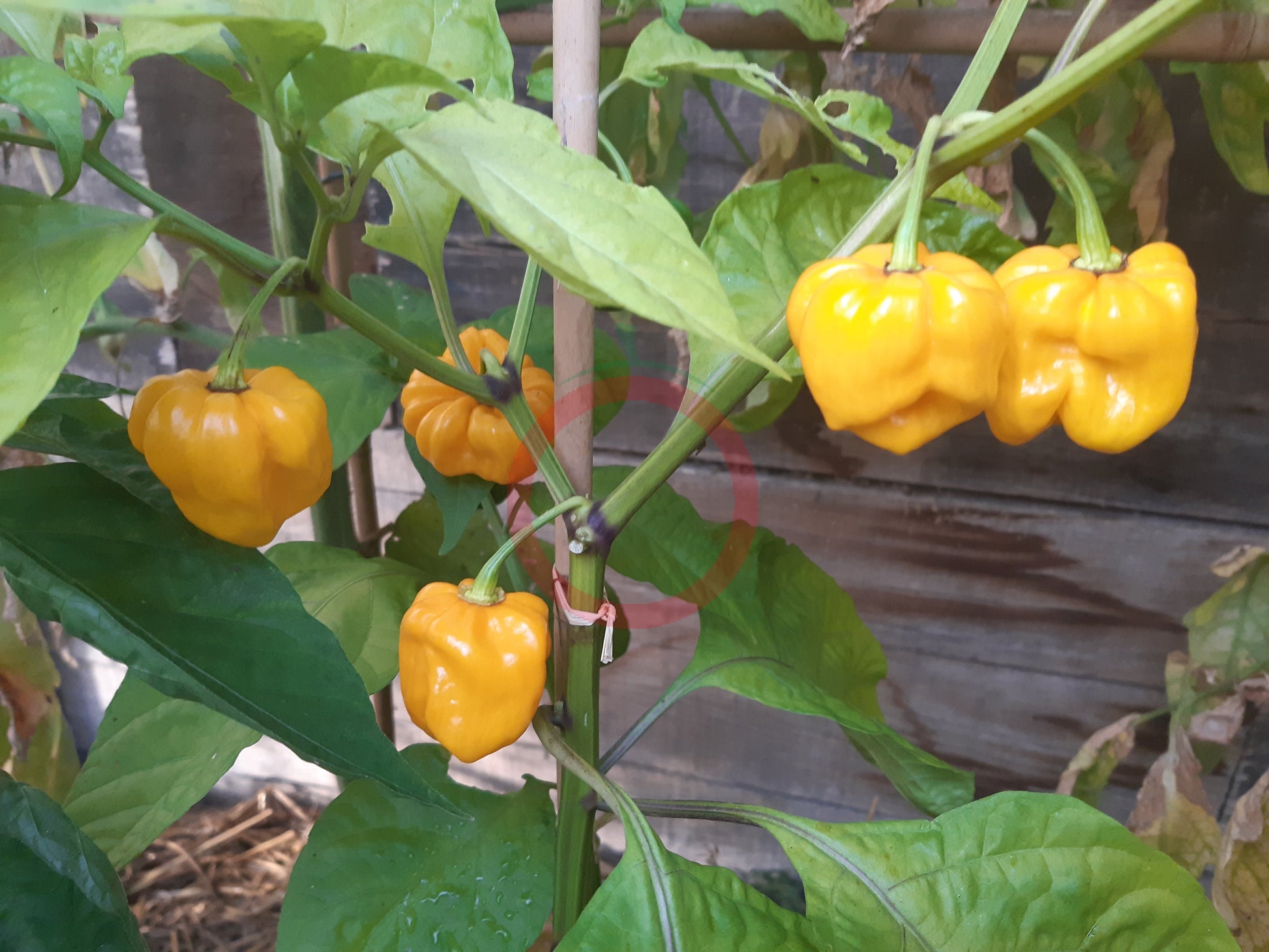 Frontera Sweet Pepper DER TOMATENFLÜSTERER