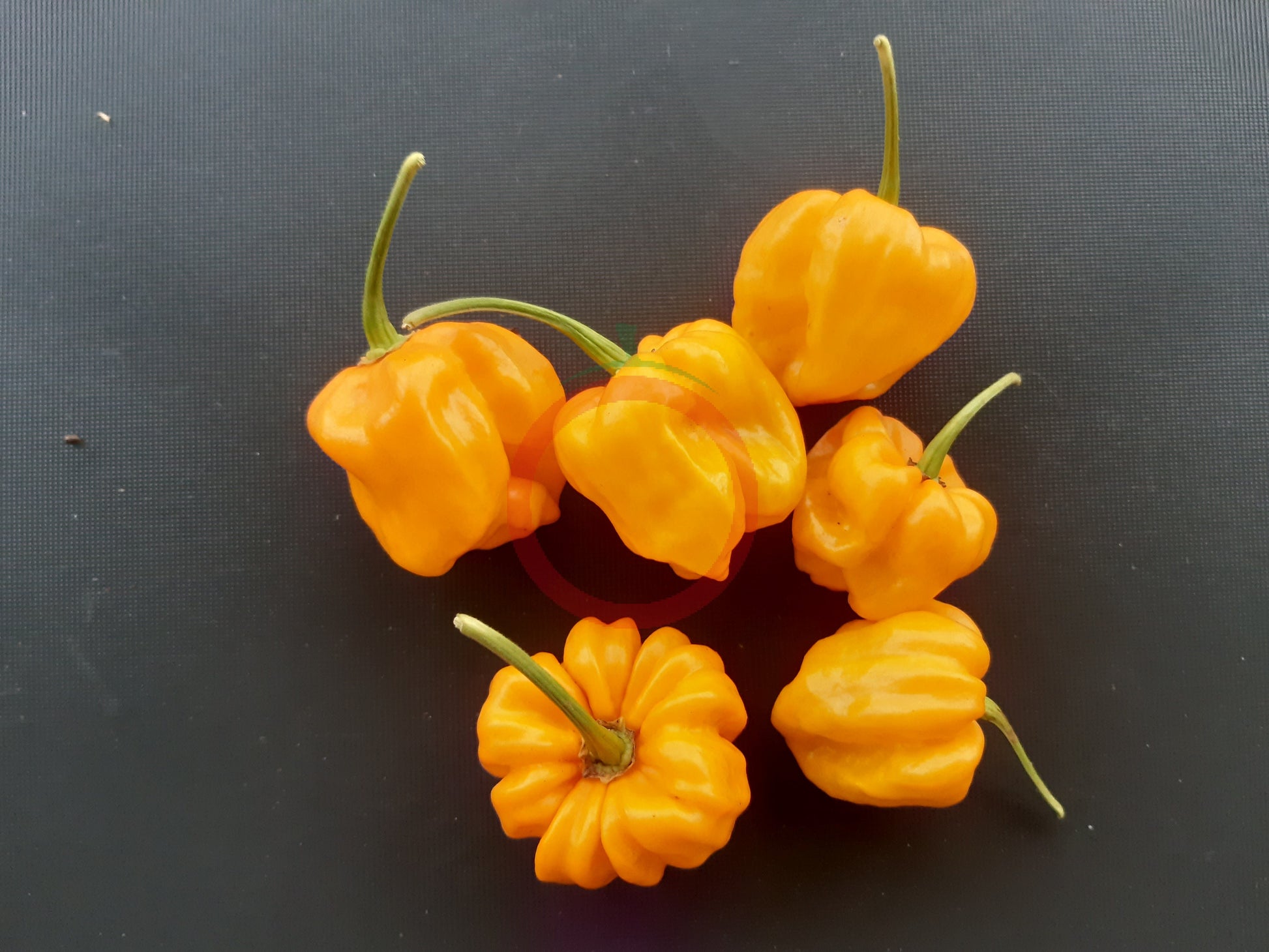 Frontera Sweet Pepper DER TOMATENFLÜSTERER