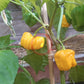 Frontera Sweet Pepper DER TOMATENFLÜSTERER