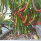 Fushimi DER TOMATENFLÜSTERER