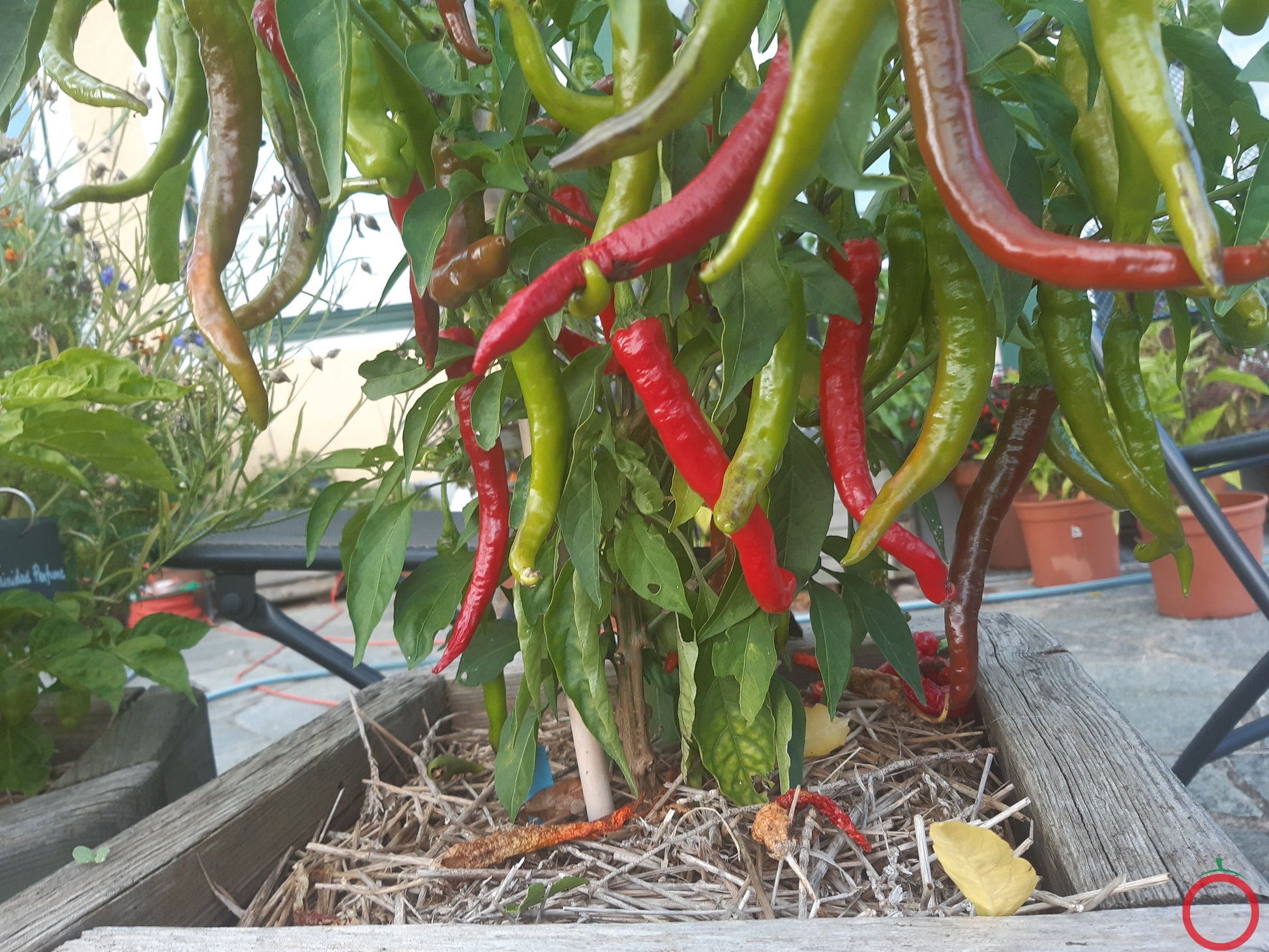 Fushimi DER TOMATENFLÜSTERER