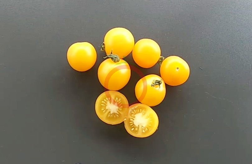 Galina DER TOMATENFLÜSTERER